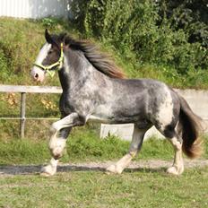 Shire Shirefarm Jack of Hearts