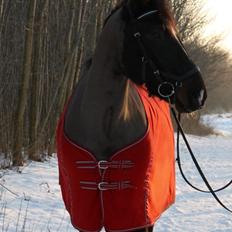 Welsh Cob (sec D) Winner