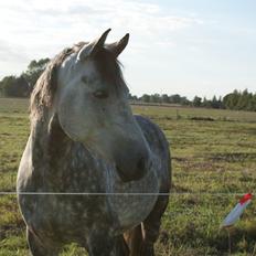 Anden særlig race • KASMIR  • 