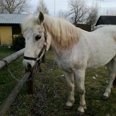 Connemara Maskenkol´s Calimero