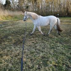 Connemara Maskenkol´s Calimero
