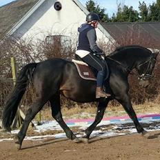 Oldenborg Renti's Zeus