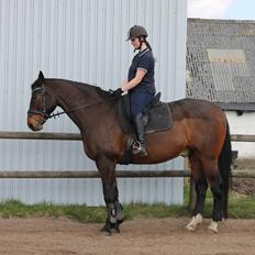 Oldenborg Amadæus Søndergård R.I.P (tidligere lånehest)
