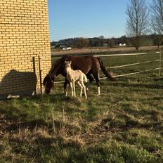 Welsh Pony (sec B) Stallion's Elijha