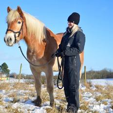 Haflinger Athæus mbm