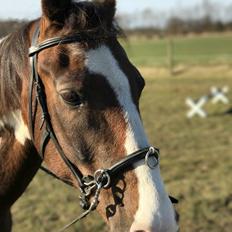 Pinto Dyrkærgård River dance