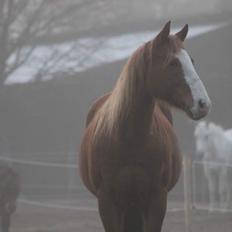 Quarter Cal Bar Catalyst