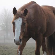Quarter Cal Bar Catalyst