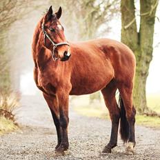 Dansk Varmblod Cato Soleil