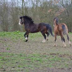 Welsh Mountain (sec A) Churchwood Cherish 