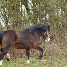 Welsh Mountain (sec A) Churchwood Cherish 