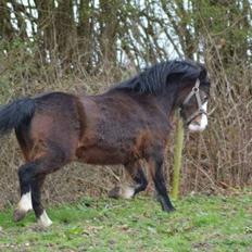 Welsh Mountain (sec A) Churchwood Cherish 