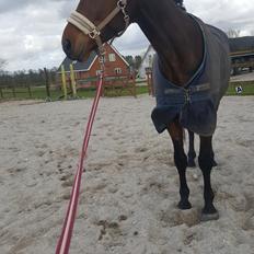 Dansk Varmblod Egelund yemen