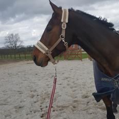 Dansk Varmblod Egelund yemen