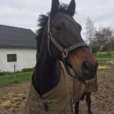 DSP - Buegårds Saturn