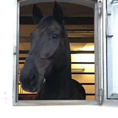 Anden særlig race Strømmens Monét (Bent)