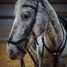 Anden særlig race Spot the dot