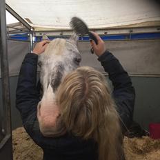 Anden særlig race Spot the dot