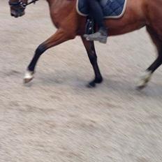 Dansk Varmblod Desire