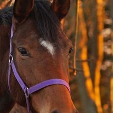 Dansk Varmblod Desire