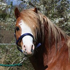 Welsh Mountain (sec A) Fakla Calypso