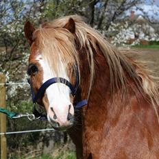 Welsh Mountain (sec A) Fakla Calypso