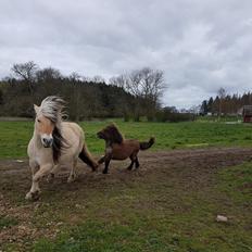Shetlænder Annagaard Unesco