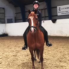 Welsh Cob (sec D) De Busies Pretty Floyd