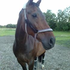 Dansk Varmblod Kløvermarkens Romanette
