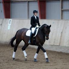 Dansk Varmblod Kløvermarkens Romanette