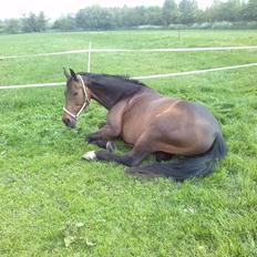Dansk Varmblod Kløvermarkens Romanette
