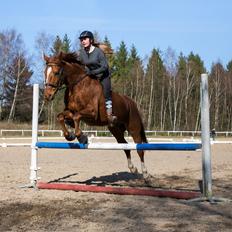 Anden særlig race Sonny Boy