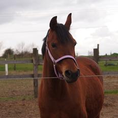 Anden særlig race Cassiopeia [Tidl. Hest]