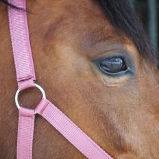 Anden særlig race Cassiopeia [Tidl. Hest]