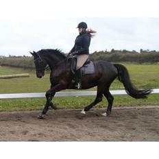 Dansk Varmblod Madeleine