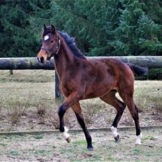 Dansk Varmblod Grangårdens Limbo Zweet