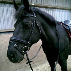 Anden særlig race Kashmir