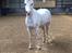 Welsh Pony (sec B) SKOVBJERGS BLAI