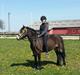 Welsh Pony (sec B) Chilli