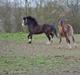 Welsh Mountain (sec A) Churchwood Cherish 