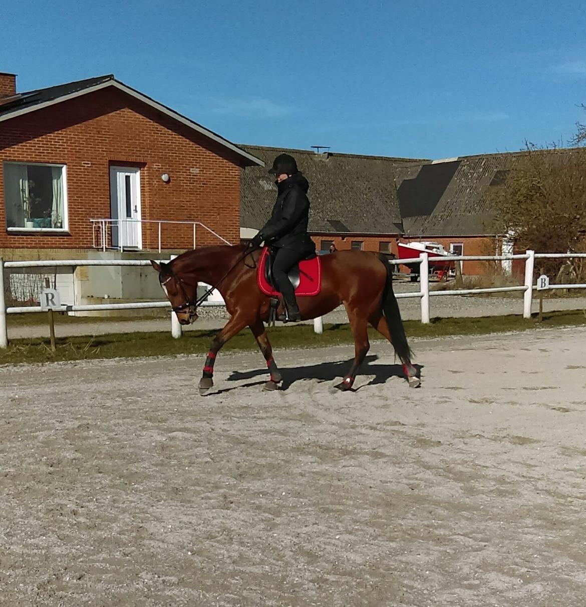 Traver Return Sujaki - Baby billede 15