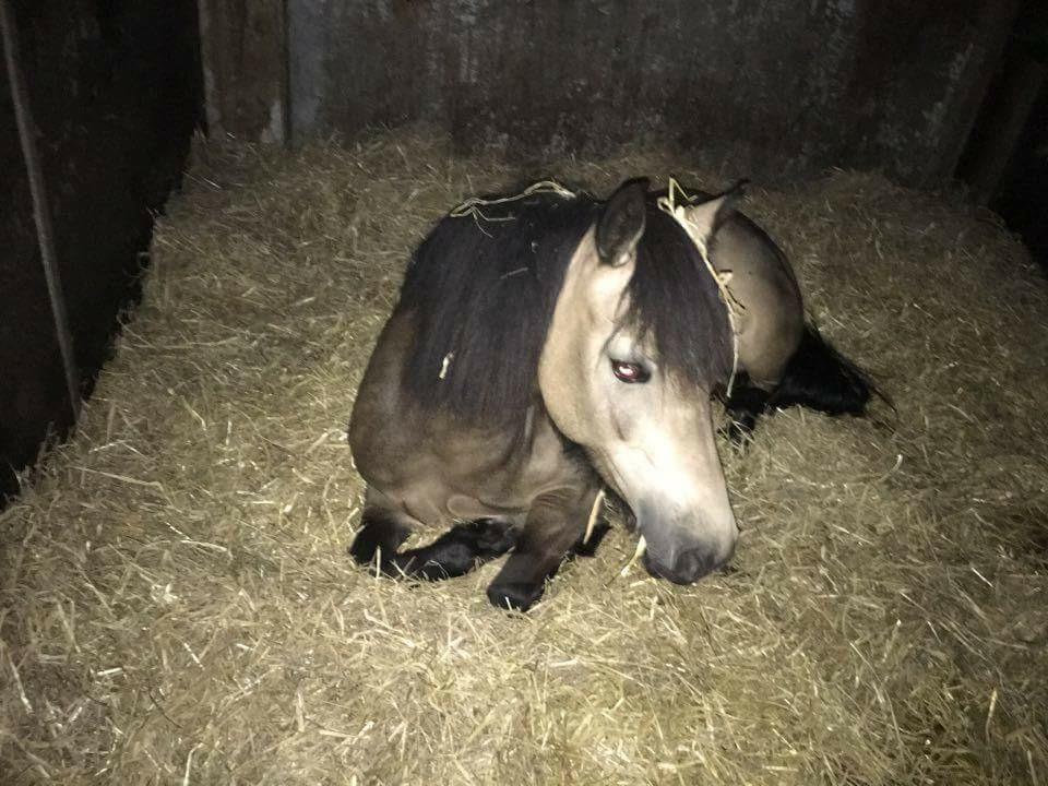 Welsh Pony (sec B) Chilli billede 3