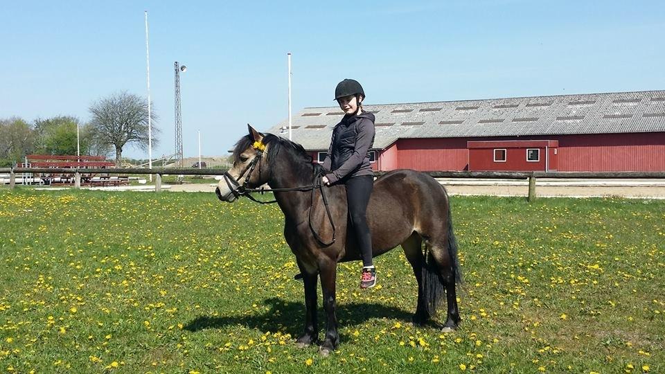 Welsh Pony (sec B) Chilli billede 1