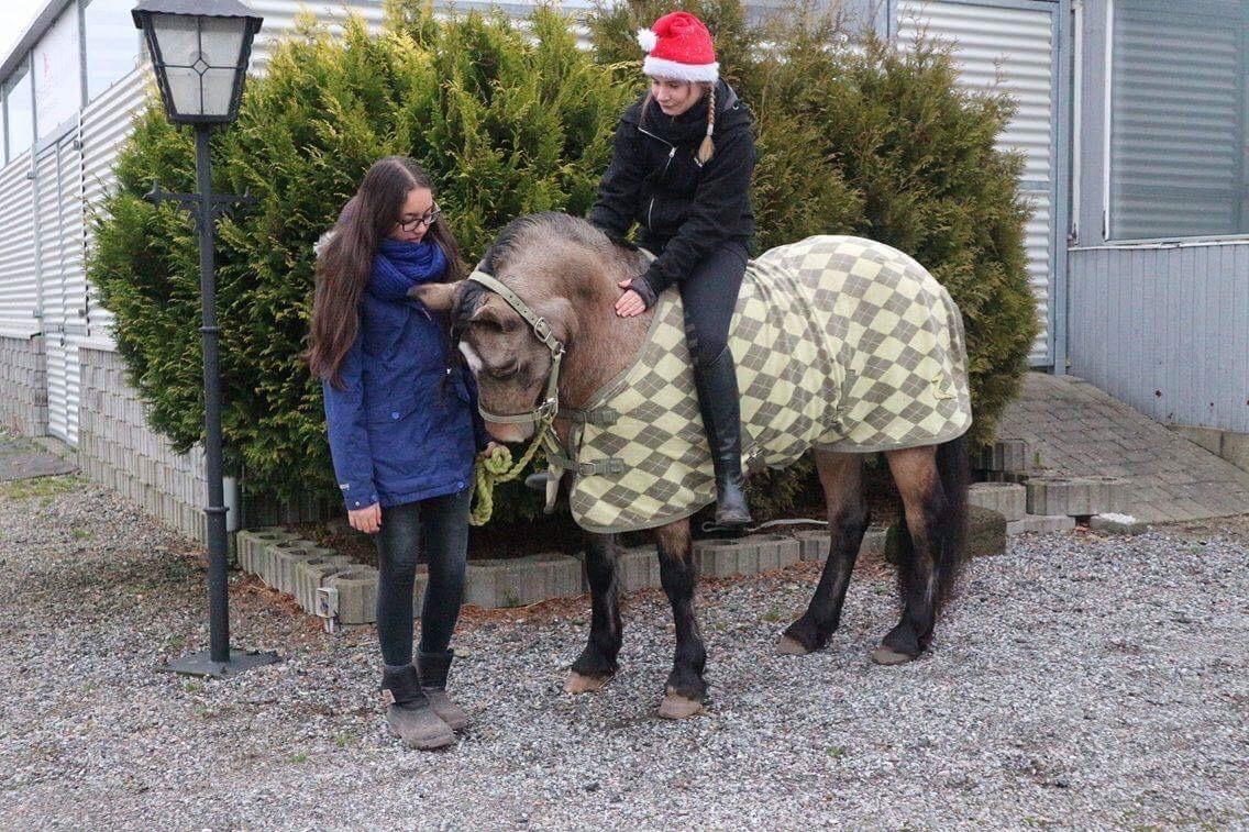 Welsh Pony (sec B) Chilli billede 4