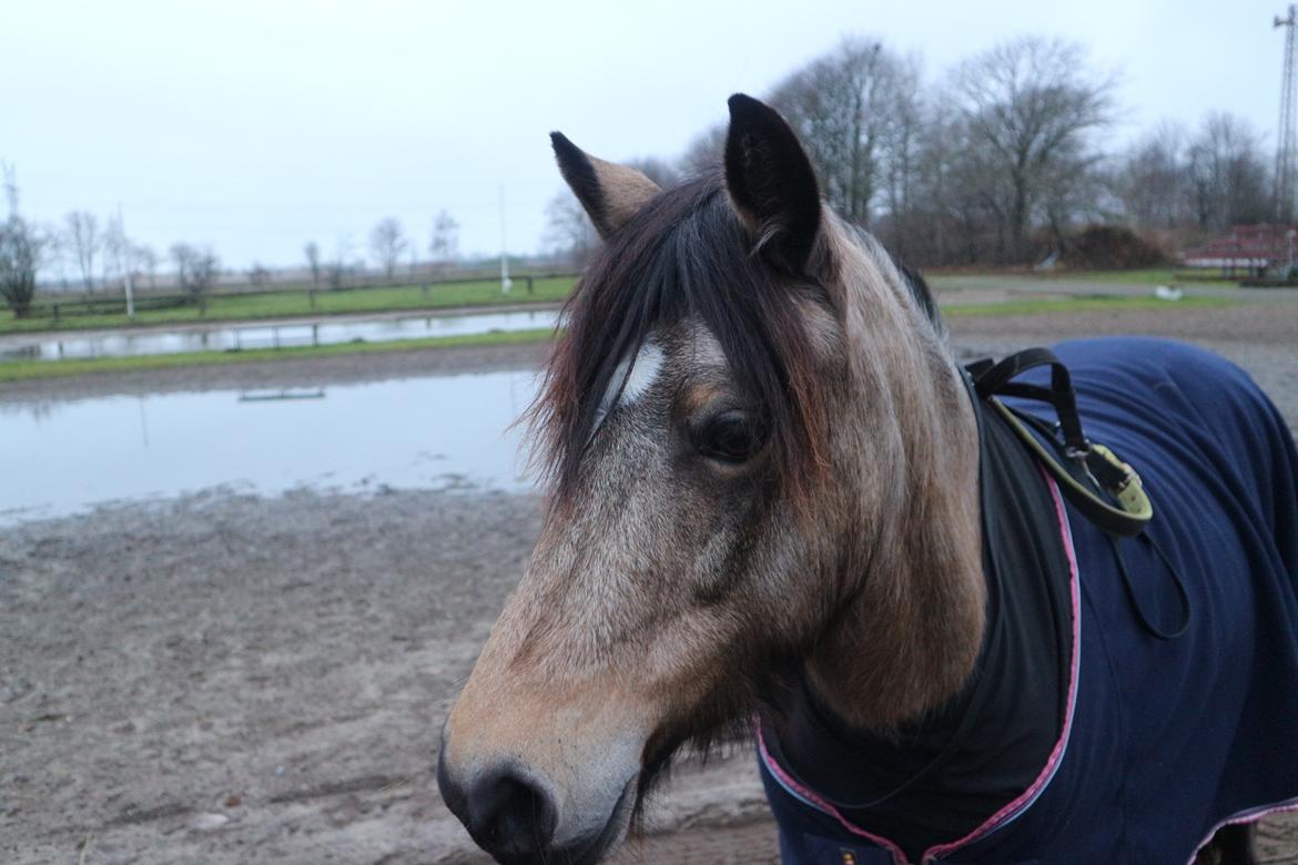 Welsh Pony (sec B) Chilli billede 6