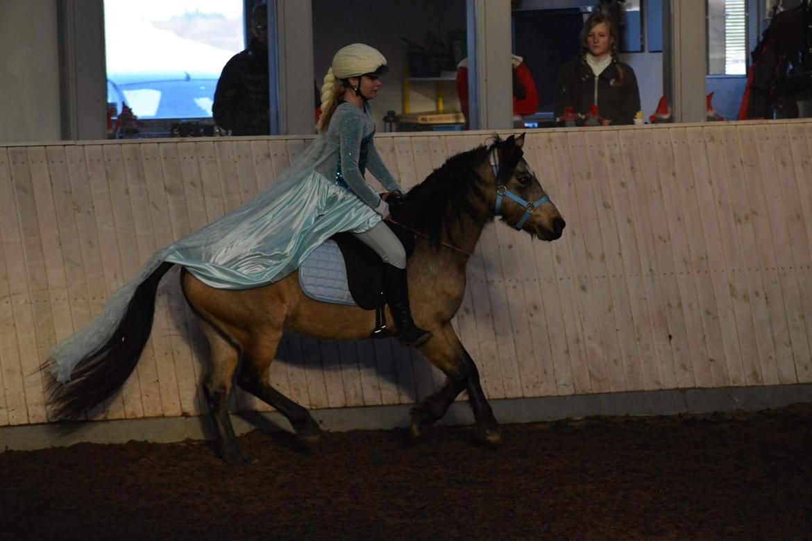 Welsh Pony (sec B) Chilli billede 7