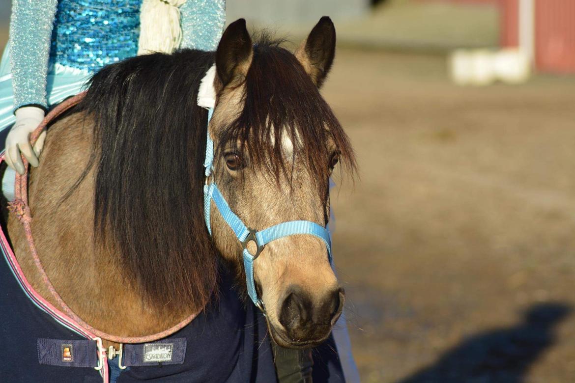 Welsh Pony (sec B) Chilli billede 8