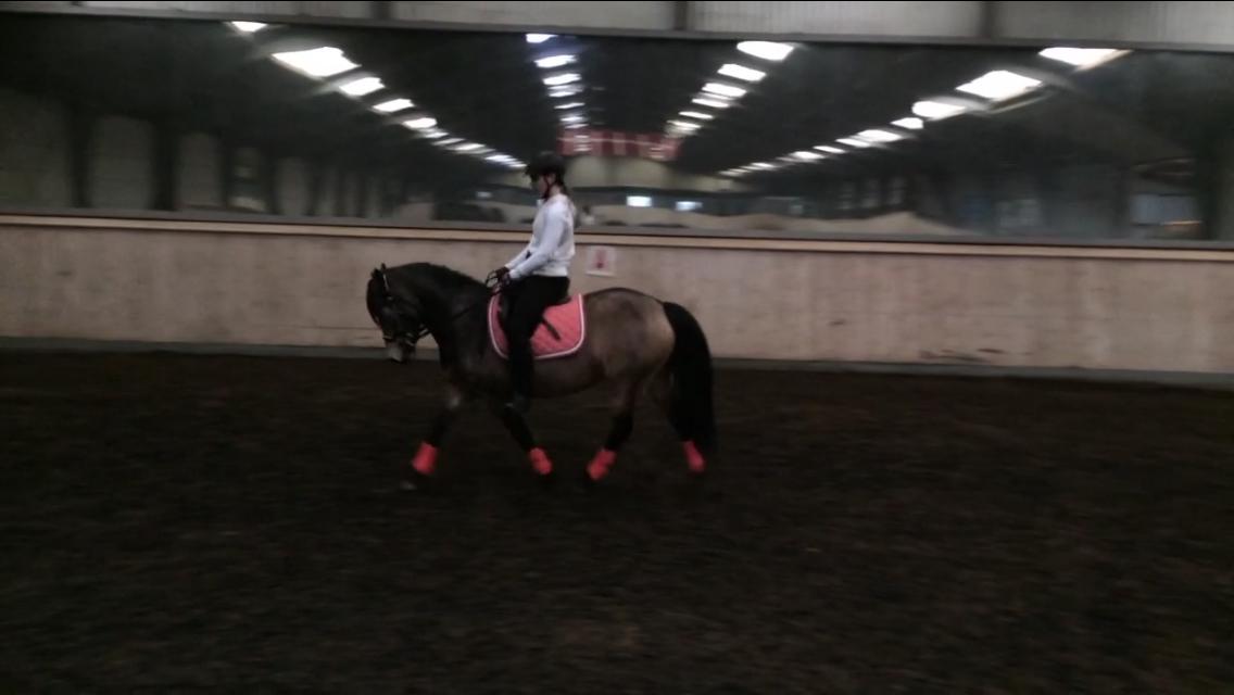 Welsh Pony (sec B) Chilli billede 9