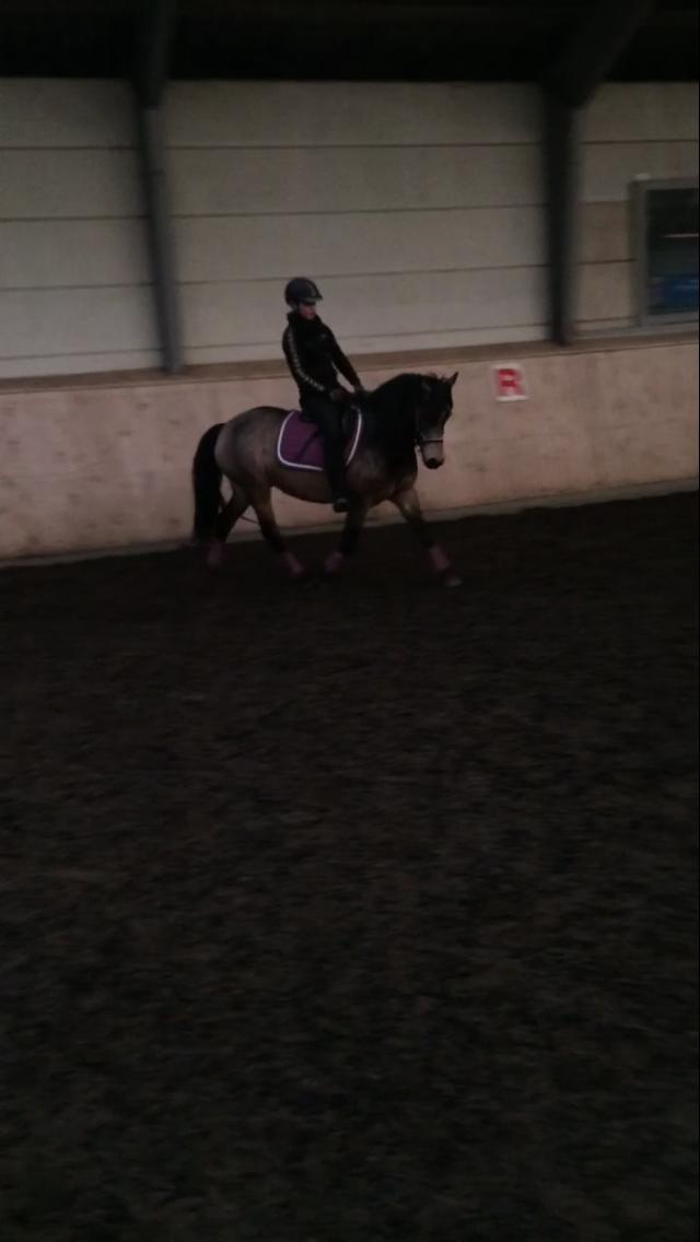Welsh Pony (sec B) Chilli billede 10