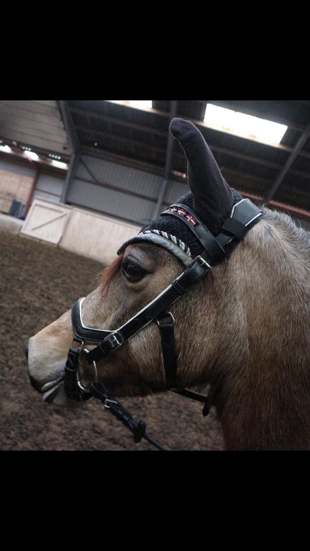 Welsh Pony (sec B) Chilli billede 5